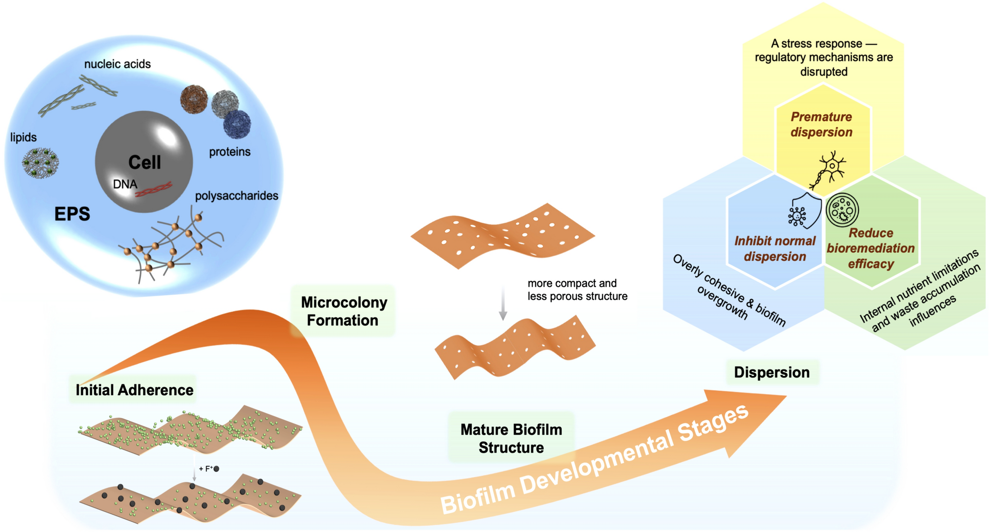 Biofilm Dynamics in Fluoride-Based Wastewater Systems: A Mini-Review on Pseudomonas spp. and Bacillus spp. Biofilms in Semiconductor Manufacturing WWTP