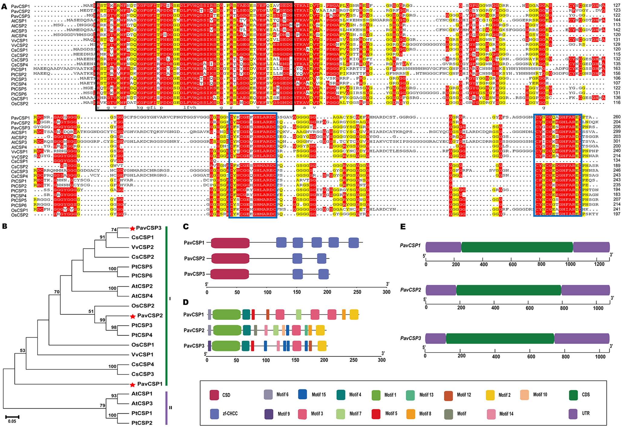 Genome-wide identification of cold shock proteins (CSPs) in sweet cherry (Prunus avium L.) and exploring the differential responses of PavCSP1 and PavCSP3 to low temperature and salt stress