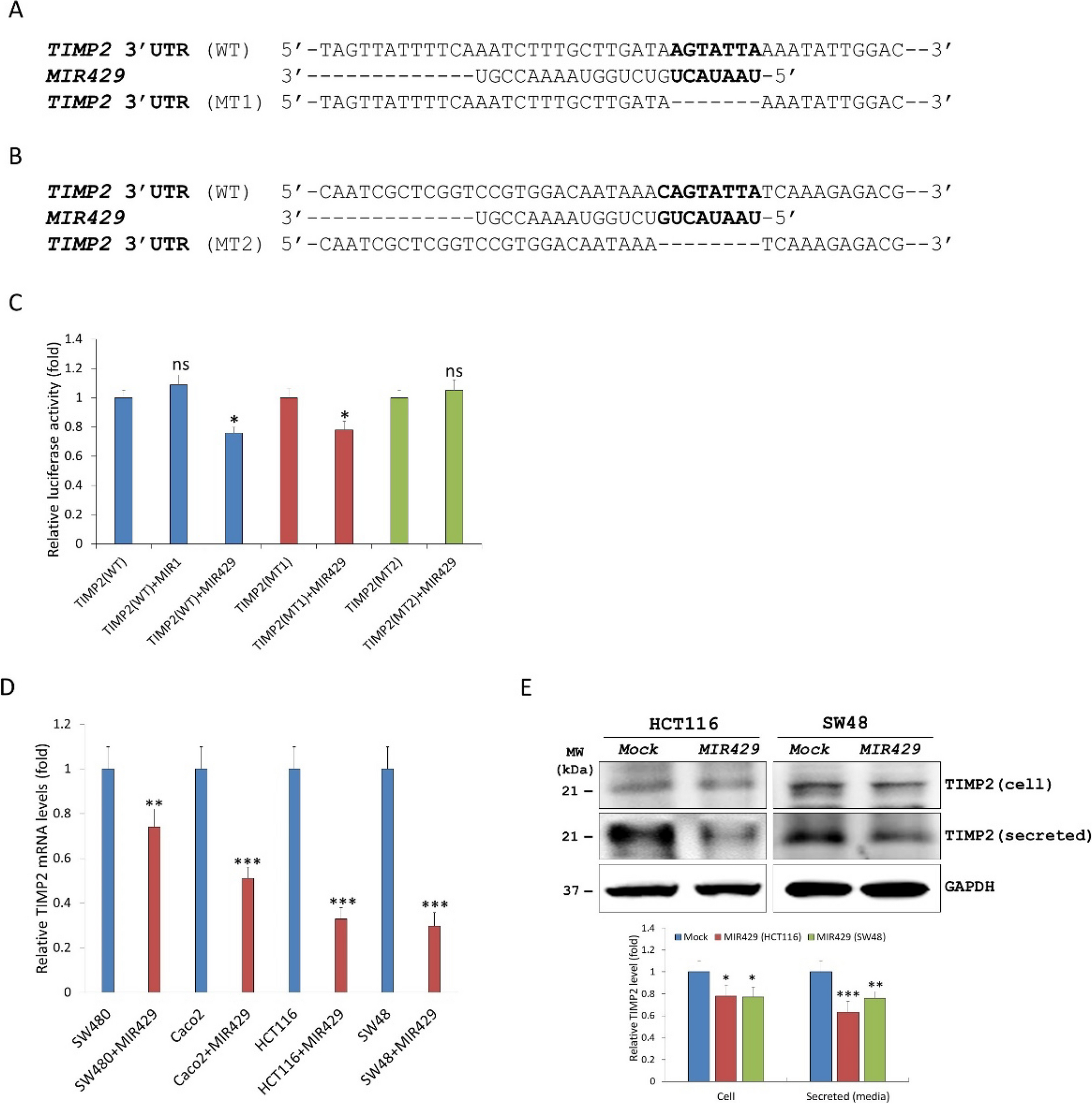 MicroRNA 429 regulates MMPs expression by modulating TIMP2 expression in colon cancer cells and inflammatory colitis