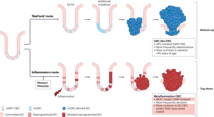 Western lifestyle, metaflammation and the cell of origin of colon cancer