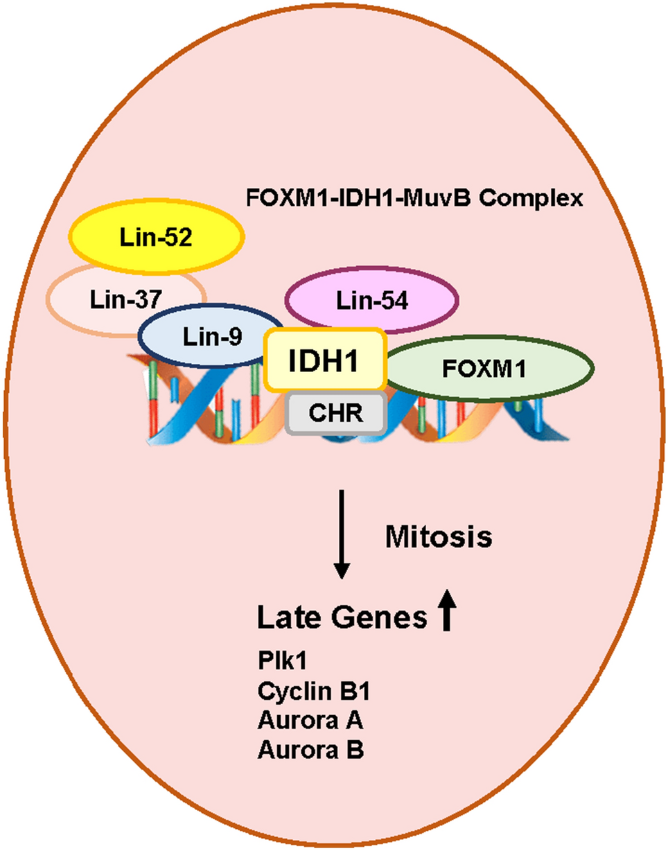 FOXM1 requires IDH1 for late genes expression in mitotic cells