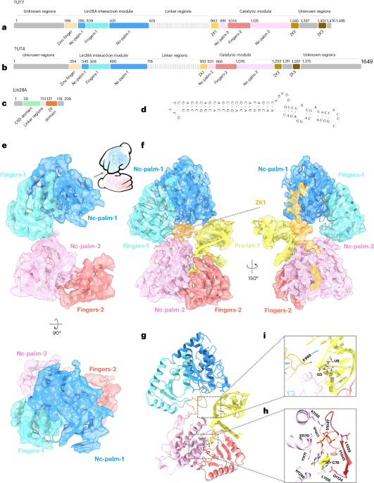 Structural basis for activity switching in polymerases determining the fate of let-7 pre-miRNAs