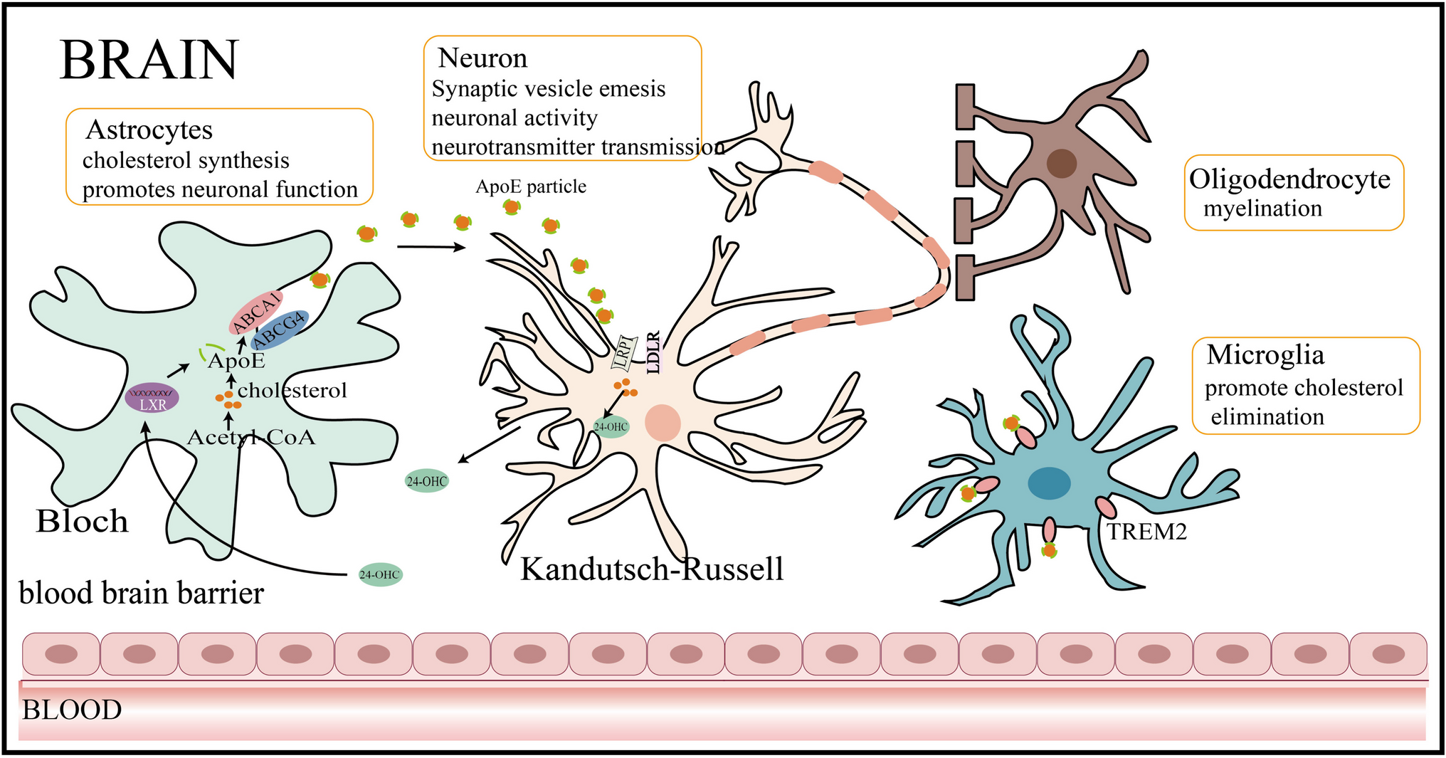 Hypercholesterolemia and the Increased Risk of Vascular Dementia: a Cholesterol Perspective