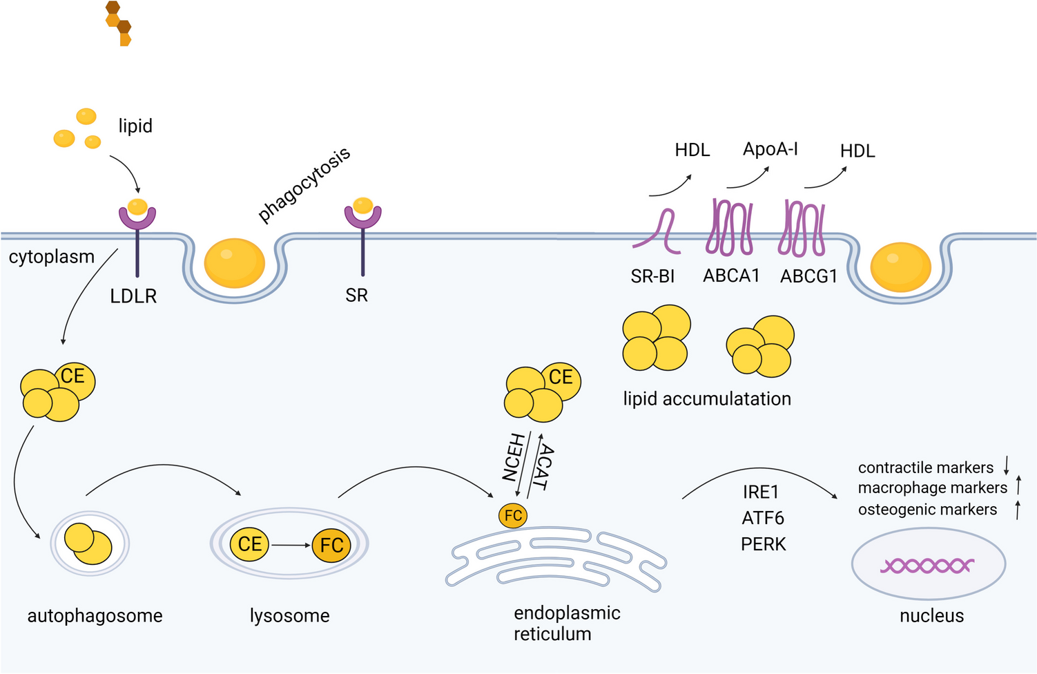 Stress, Vascular Smooth Muscle Cell Phenotype and Atherosclerosis: Novel Insight into Smooth Muscle Cell Phenotypic Transition in Atherosclerosis