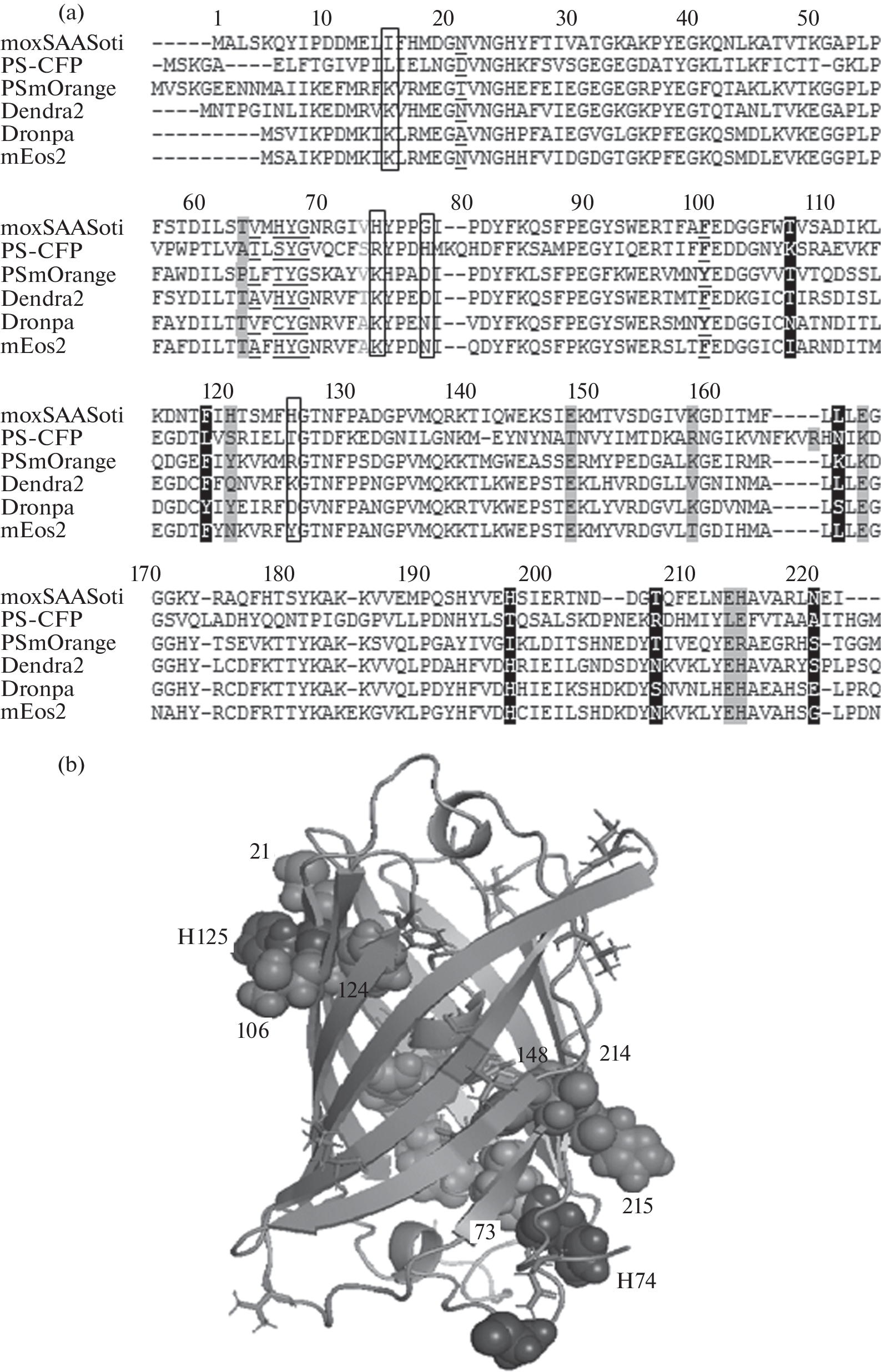 Identification of “Hot Spots” to Improve Maturation of the moxSAASoti Fluorescent Protein at 37°C