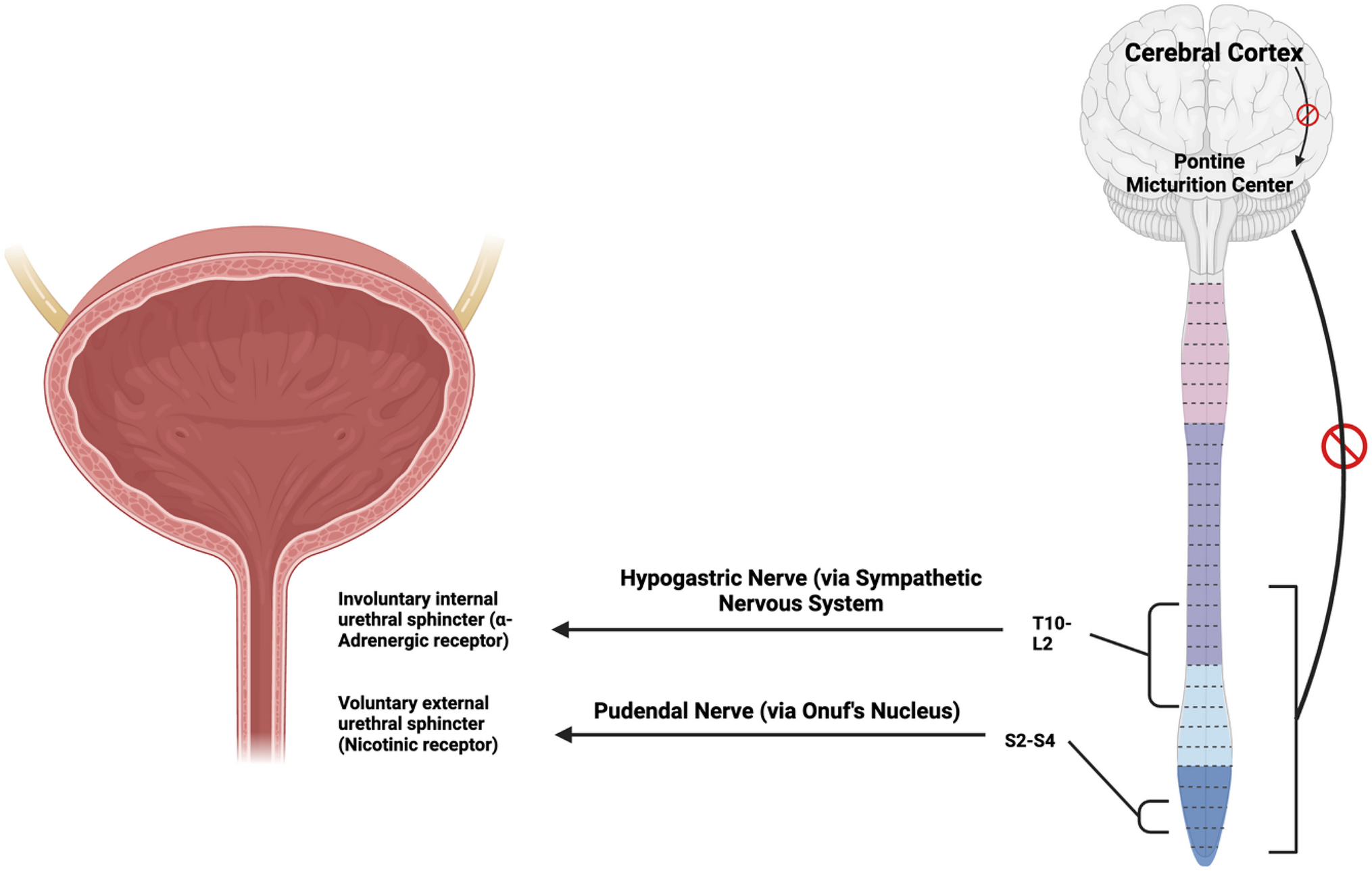 Pharmacotherapy in Stress Urinary Incontinence; A Literature Review