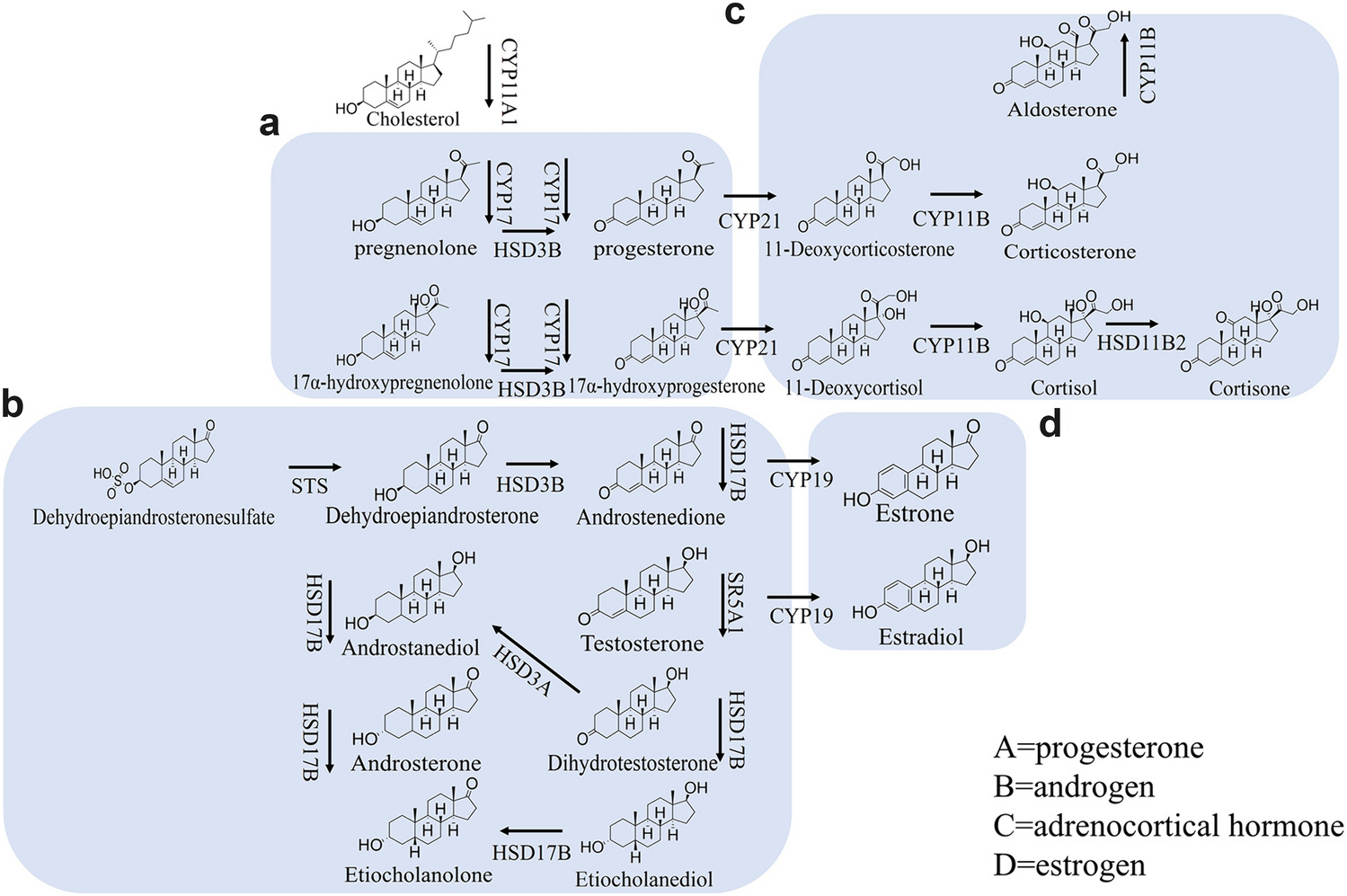 Towards Improved Steroid Hormone Analysis: The Shift from Immunoassays to Mass Spectrometry