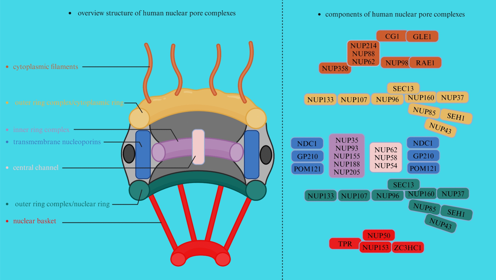 Advances in the understanding of nuclear pore complexes in human diseases