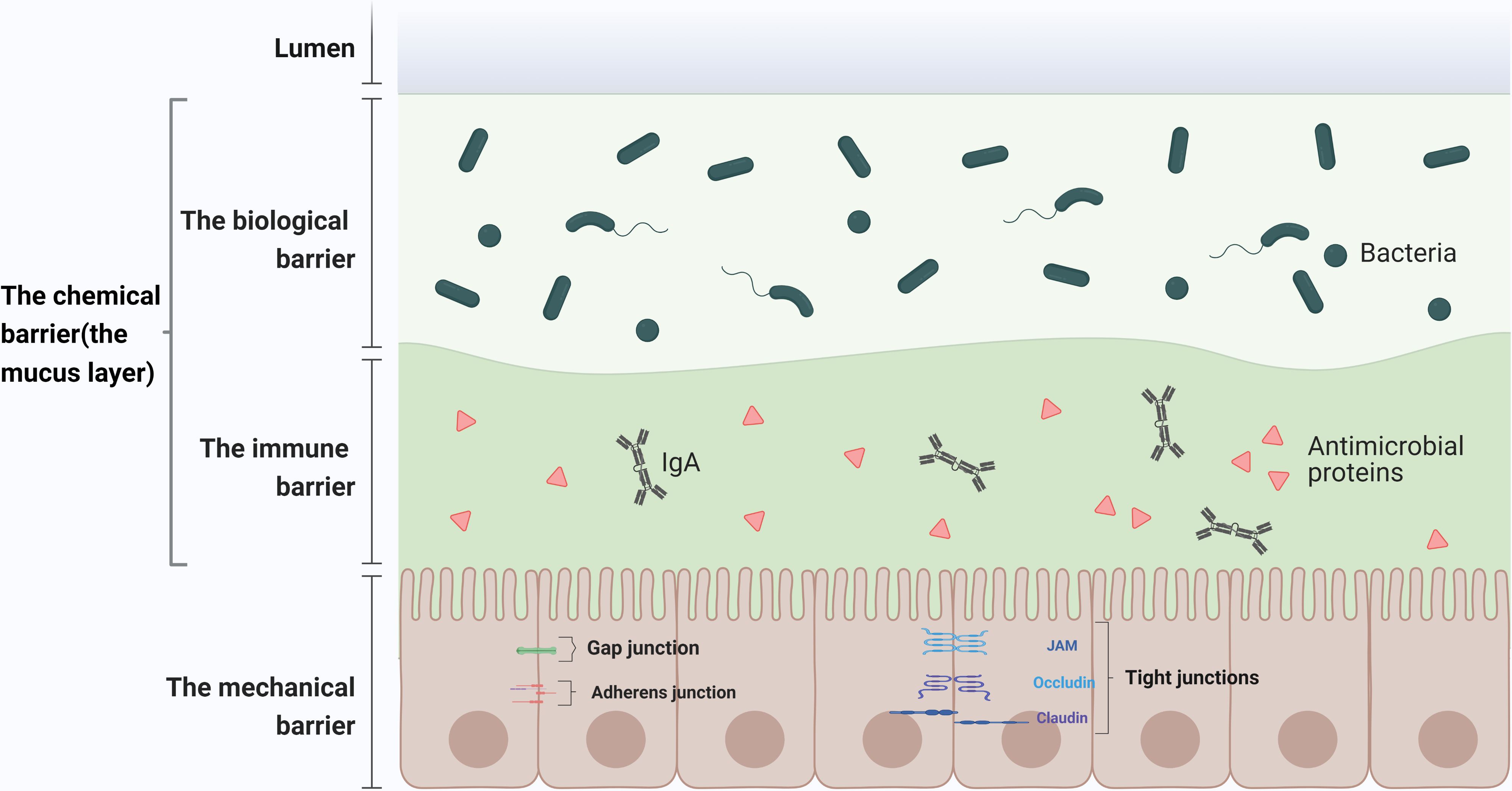 The influence of Akkermansia muciniphila on intestinal barrier function