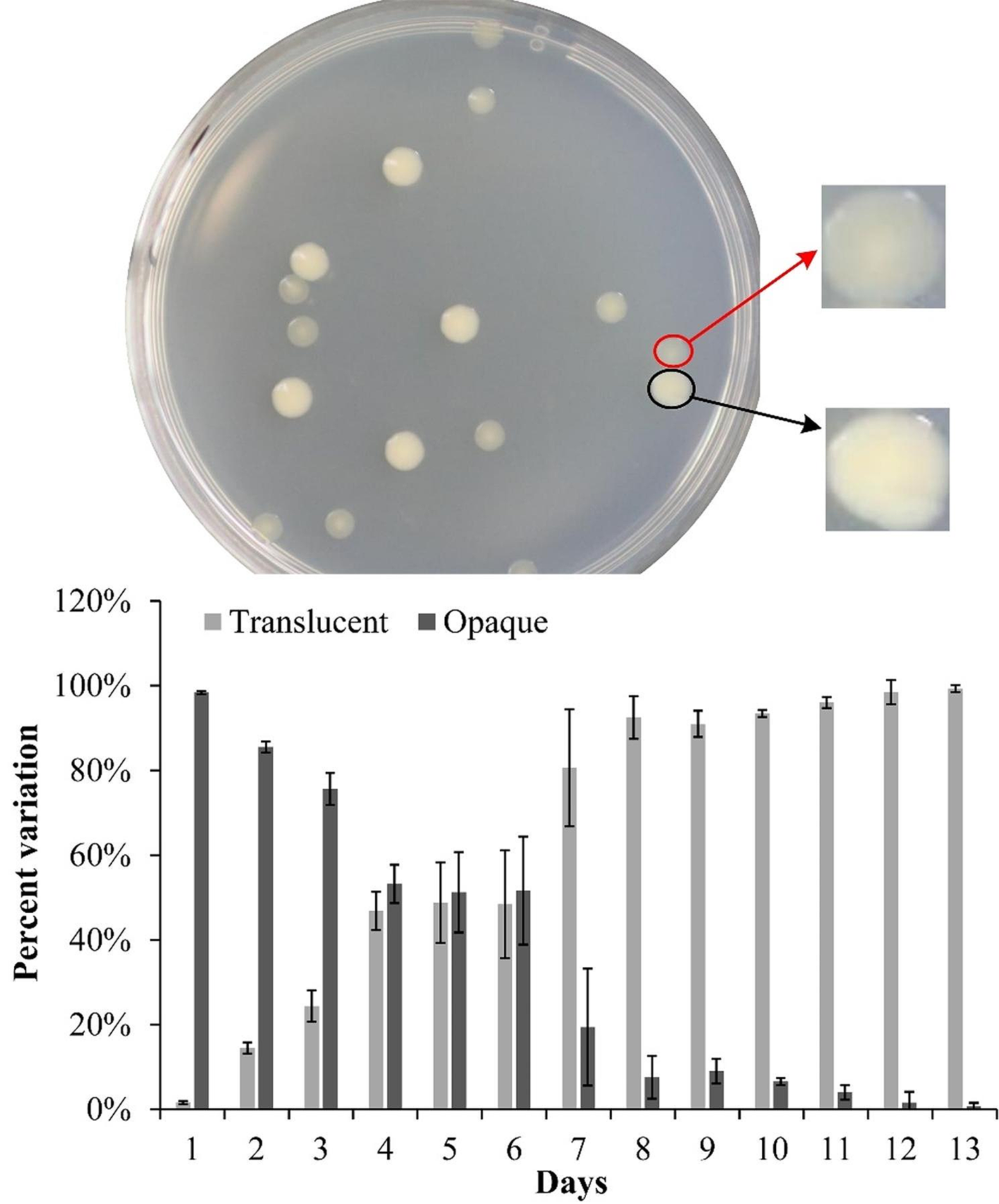 Effect of capsular polysaccharide phase variation on biofilm formation, motility and gene expression in Vibrio vulnificus