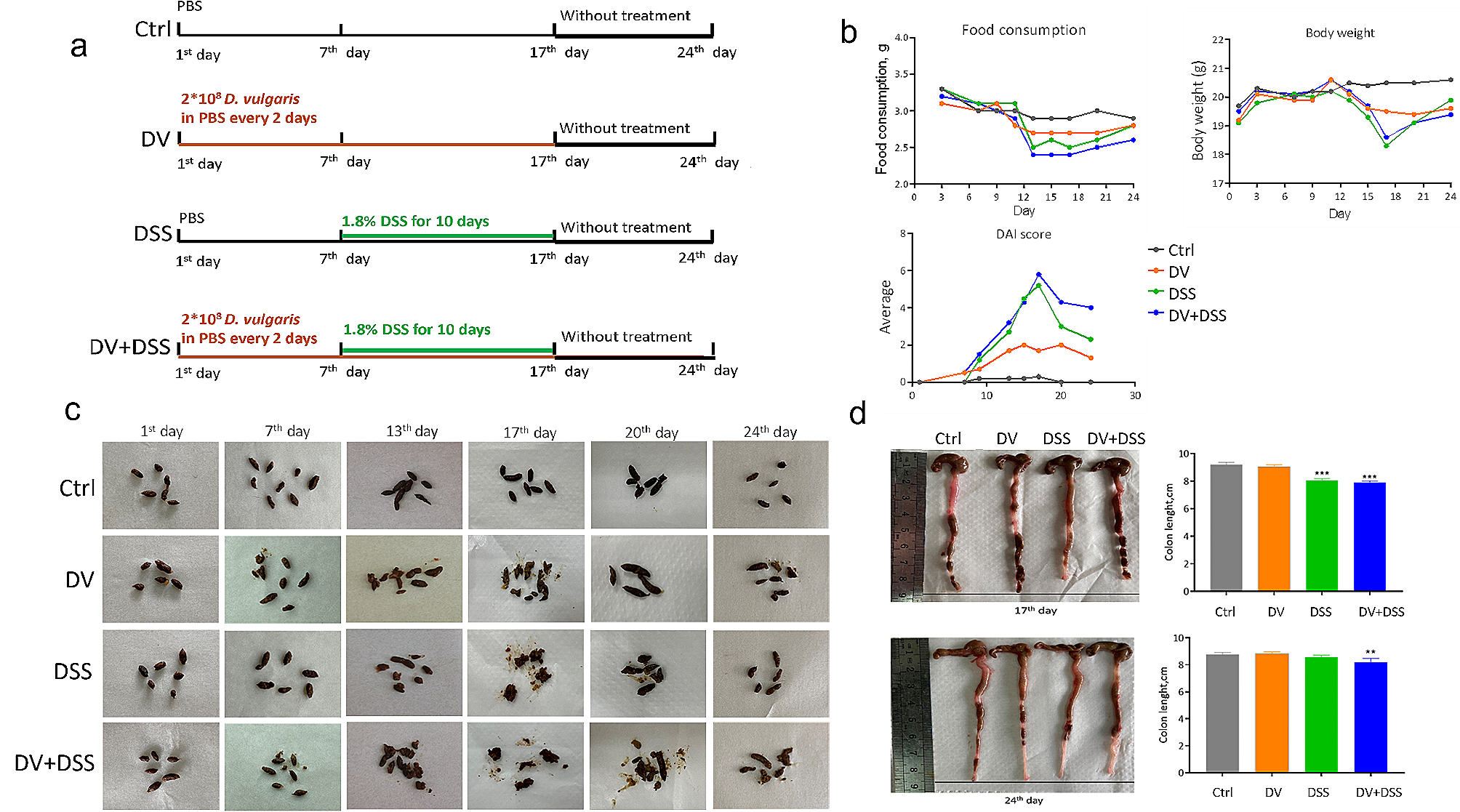 Desulfovibrio vulgaris caused gut inflammation and aggravated DSS-induced colitis in C57BL/6 mice model