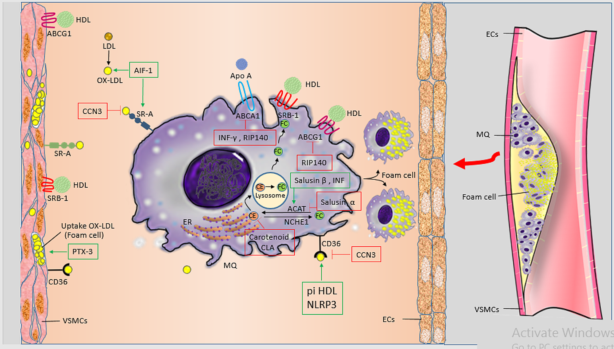 Modification macrophage to foam cells in atherosclerosis disease: some factors stimulate or inhibit this process