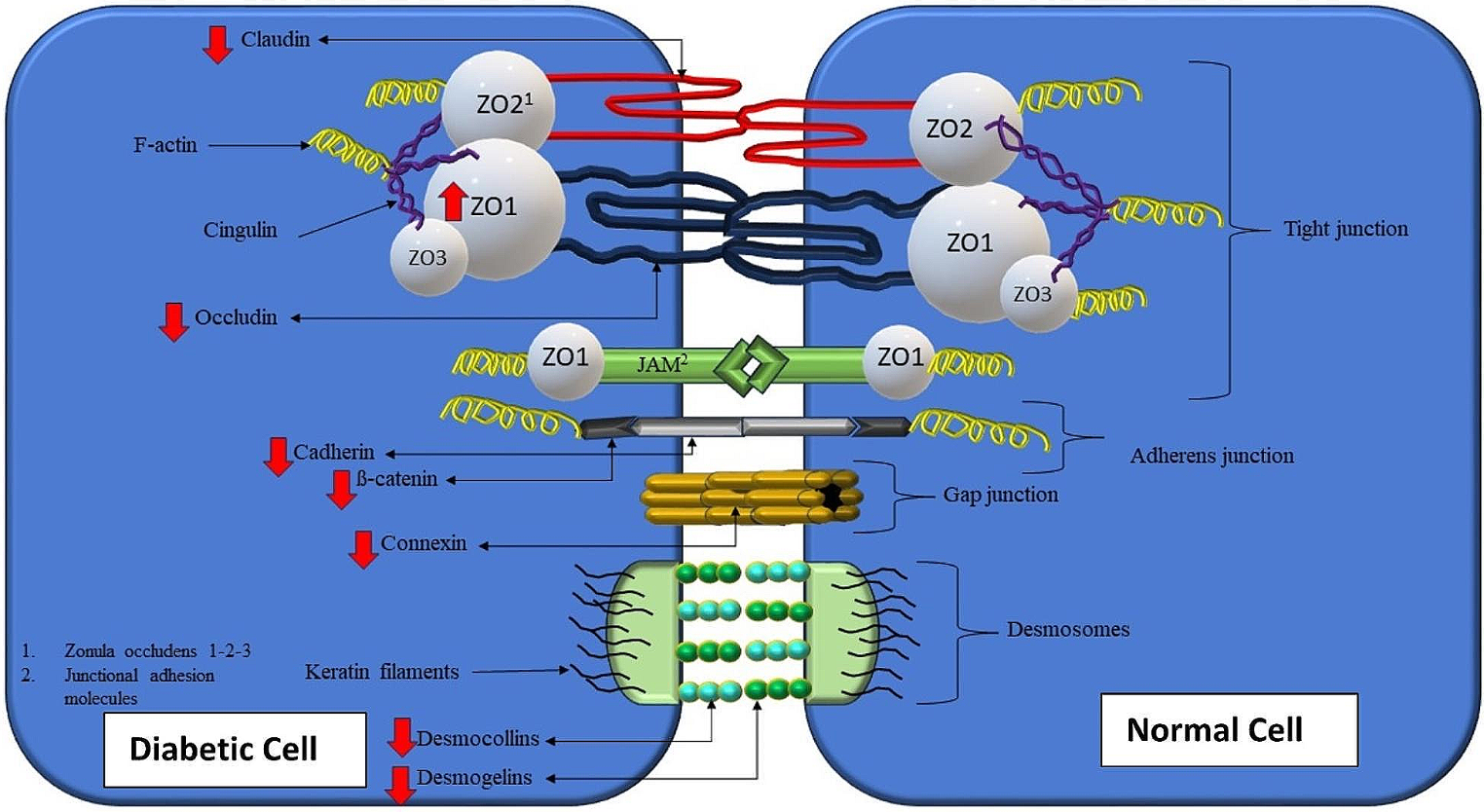 The impact of diabetes on tight junctions in cardiomyopathy dysfunction