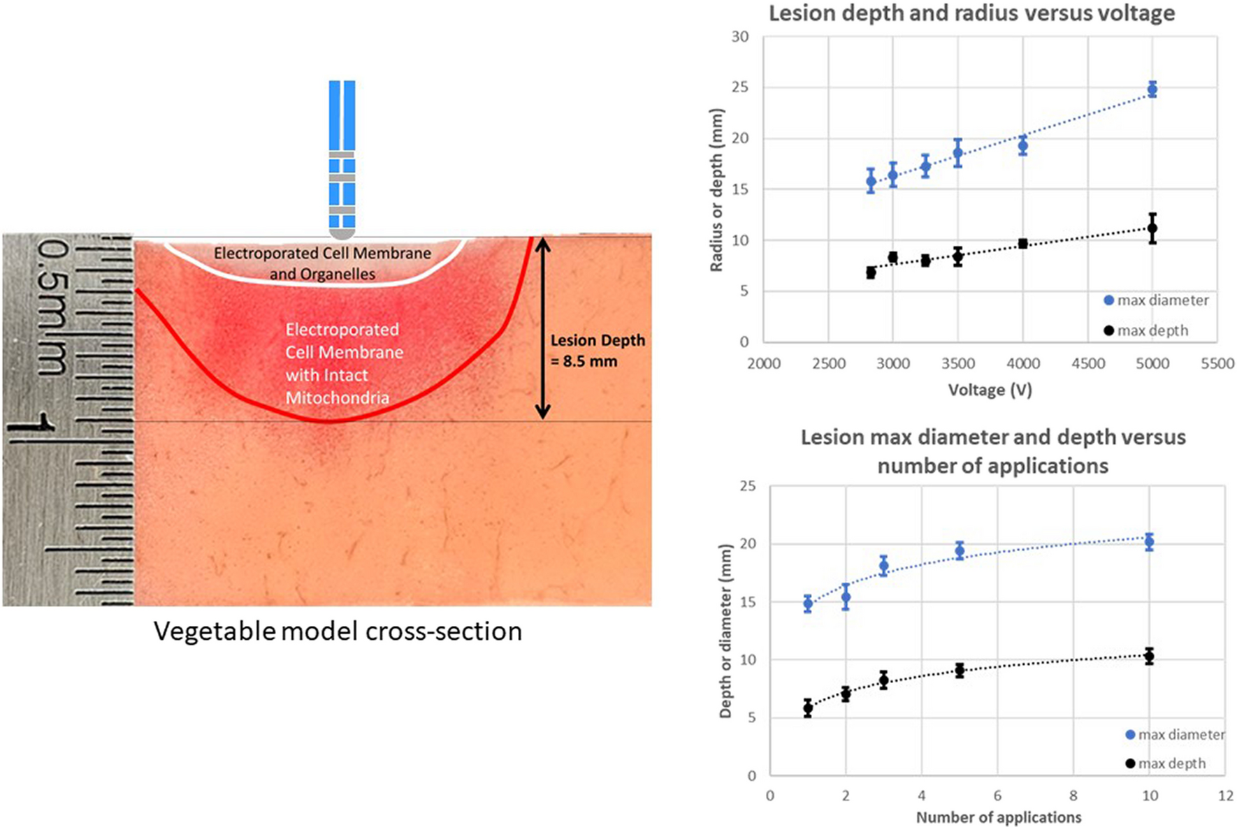 Evaluation of pulsed field ablation lesion characteristics using an in vitro vegetable model