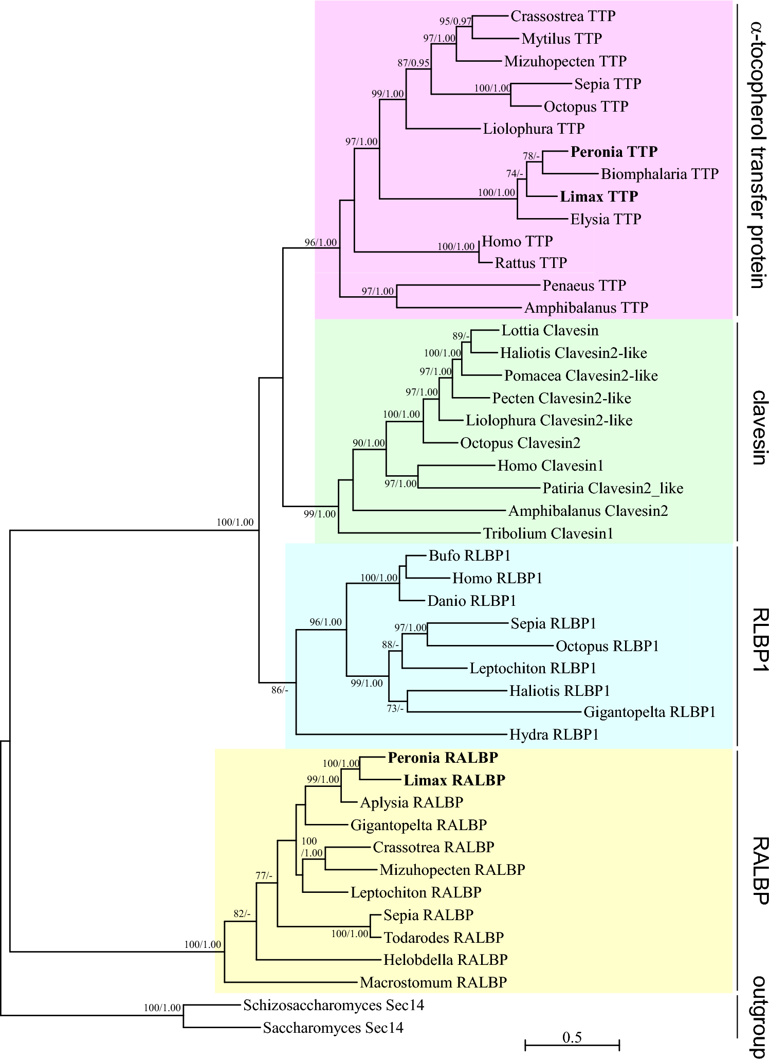 Expression of proteins supporting visual function in heterobranch gastropods