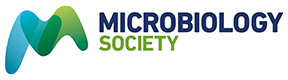 The diversity of clinical Mycobacterium abscessus isolates in morphology, glycopeptidolipids and infection rates in a macrophage model