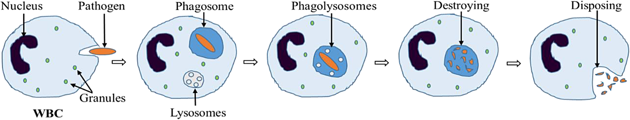 Characterization of the phagocytic ability of white blood cells separated using a single curvature spiral microfluidic device