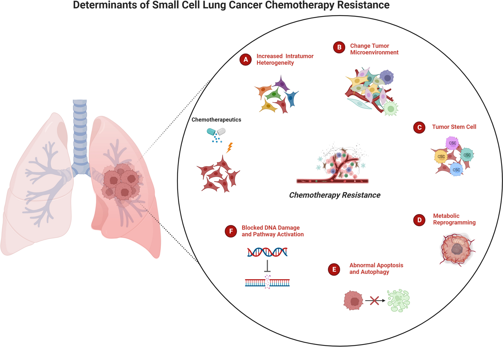 Small Cell Lung Cancer—An Update on Chemotherapy Resistance