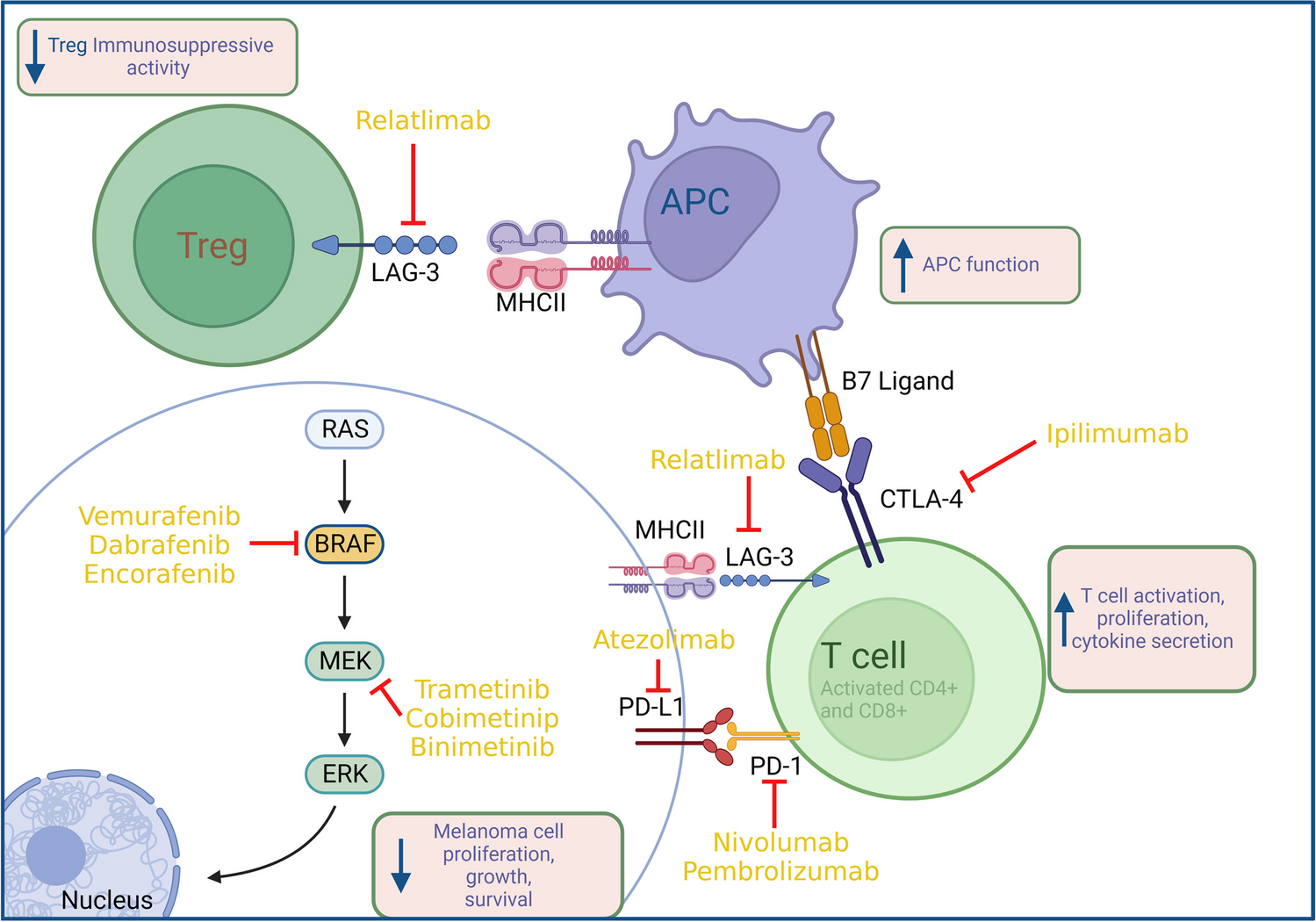 Advancements in Melanoma Therapies: From Surgery to Immunotherapy