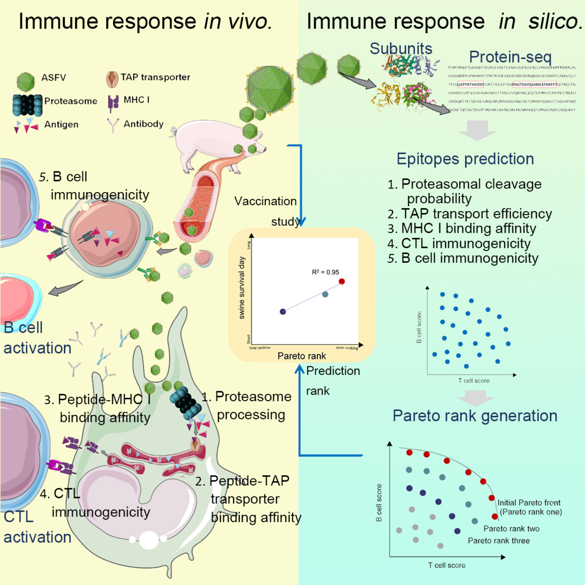 Multi-epitope vaccine design of African swine fever virus considering T cell and B cell immunogenicity