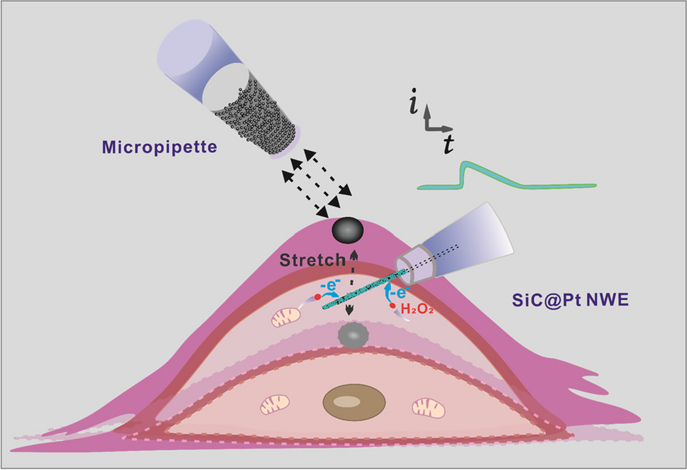 Real-time monitoring of intracellular biochemical response in locally stretched single cell by a nanosensor