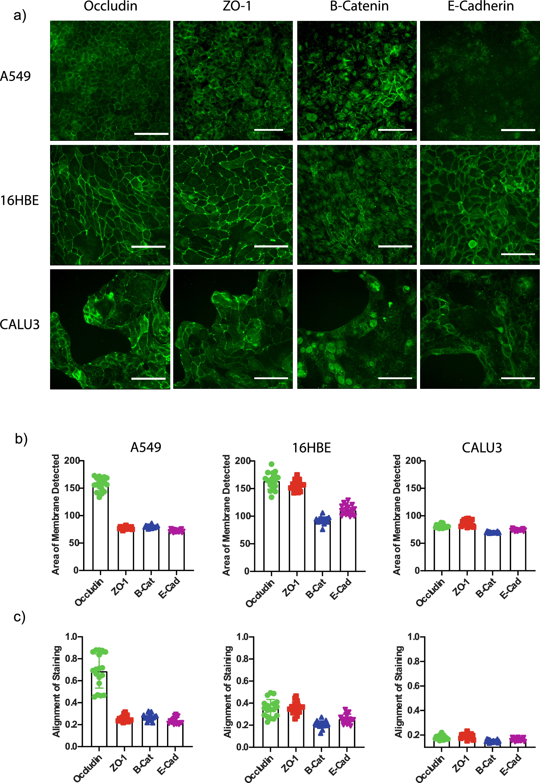 A novel in vitro high-content imaging assay for the prediction of drug-induced lung toxicity