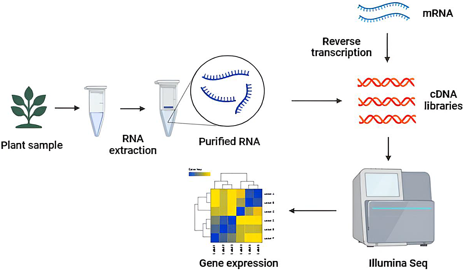 Biotechnological frontiers in harnessing allelopathy for sustainable crop production