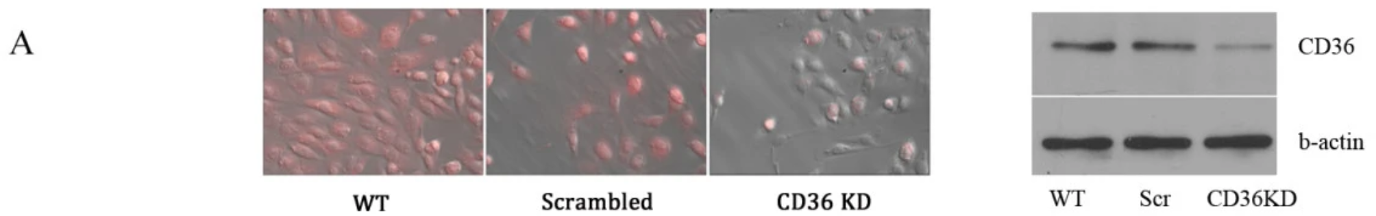 Correction: The thrombospondin-1 receptor CD36 is an important mediator of ovarian angiogenesis and folliculogenesis