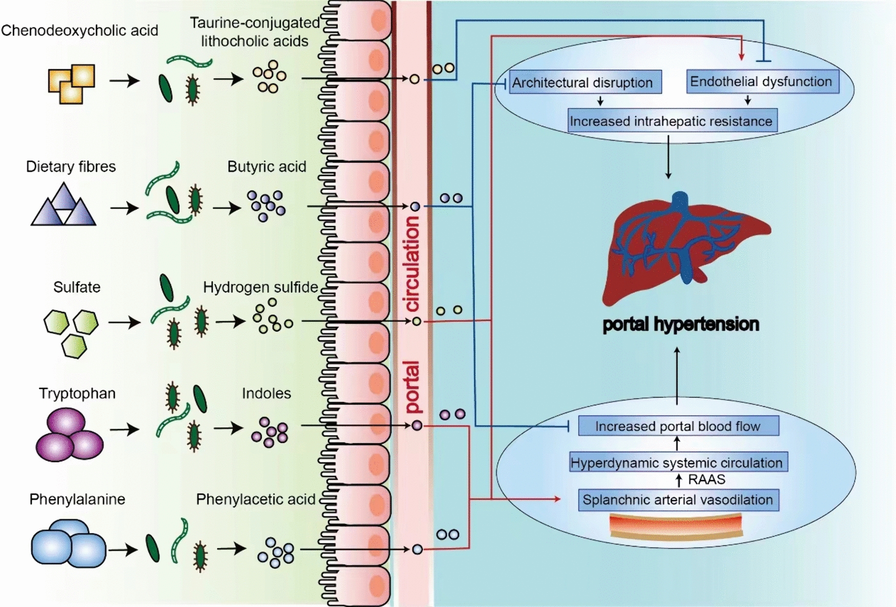 Gut microbiota and metabolites of cirrhotic portal hypertension: a novel target on the therapeutic regulation