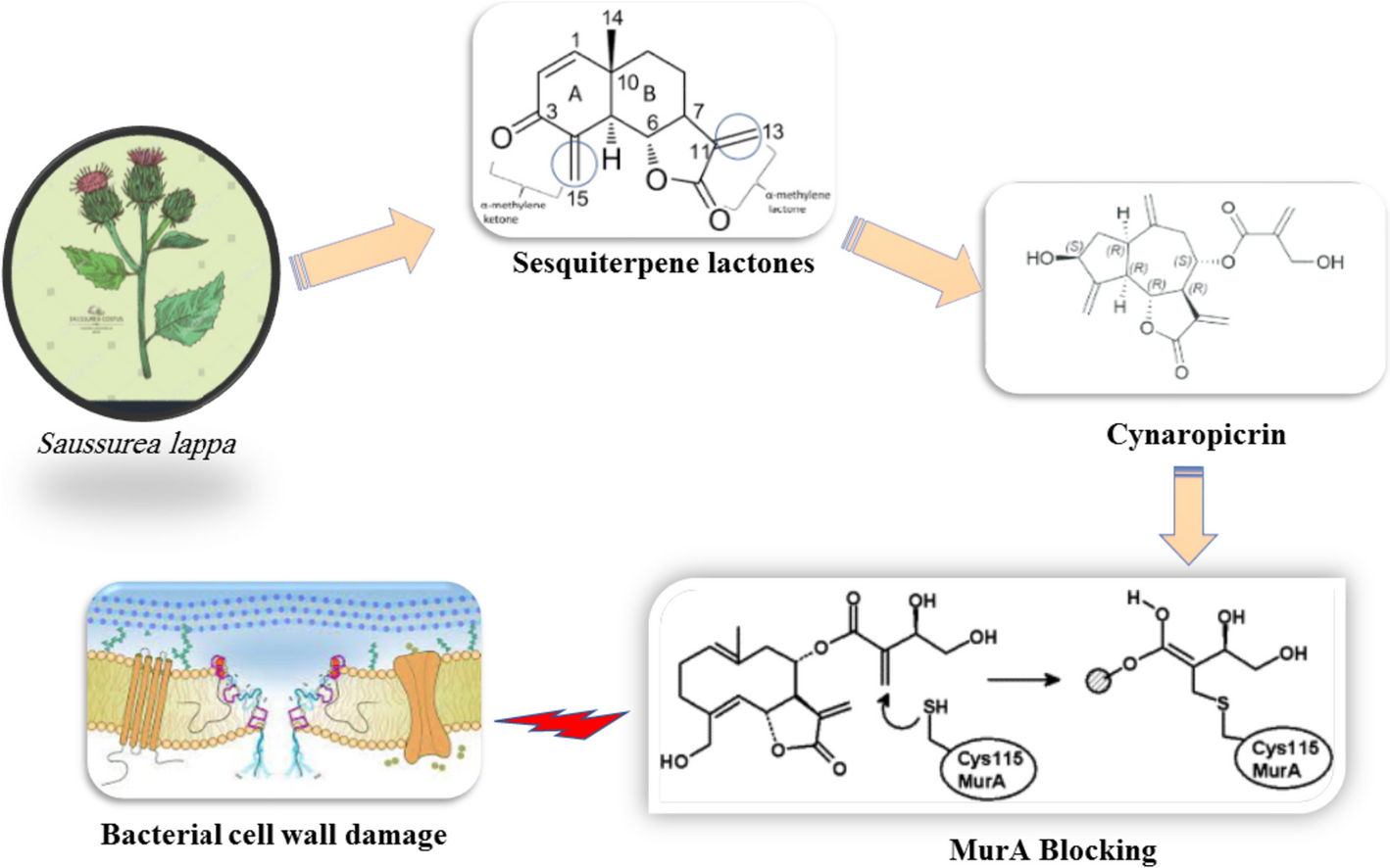 Utilizing the potential of Saussurea lappa in aquaculture industry: a review on immune enhancement and pollution remediation