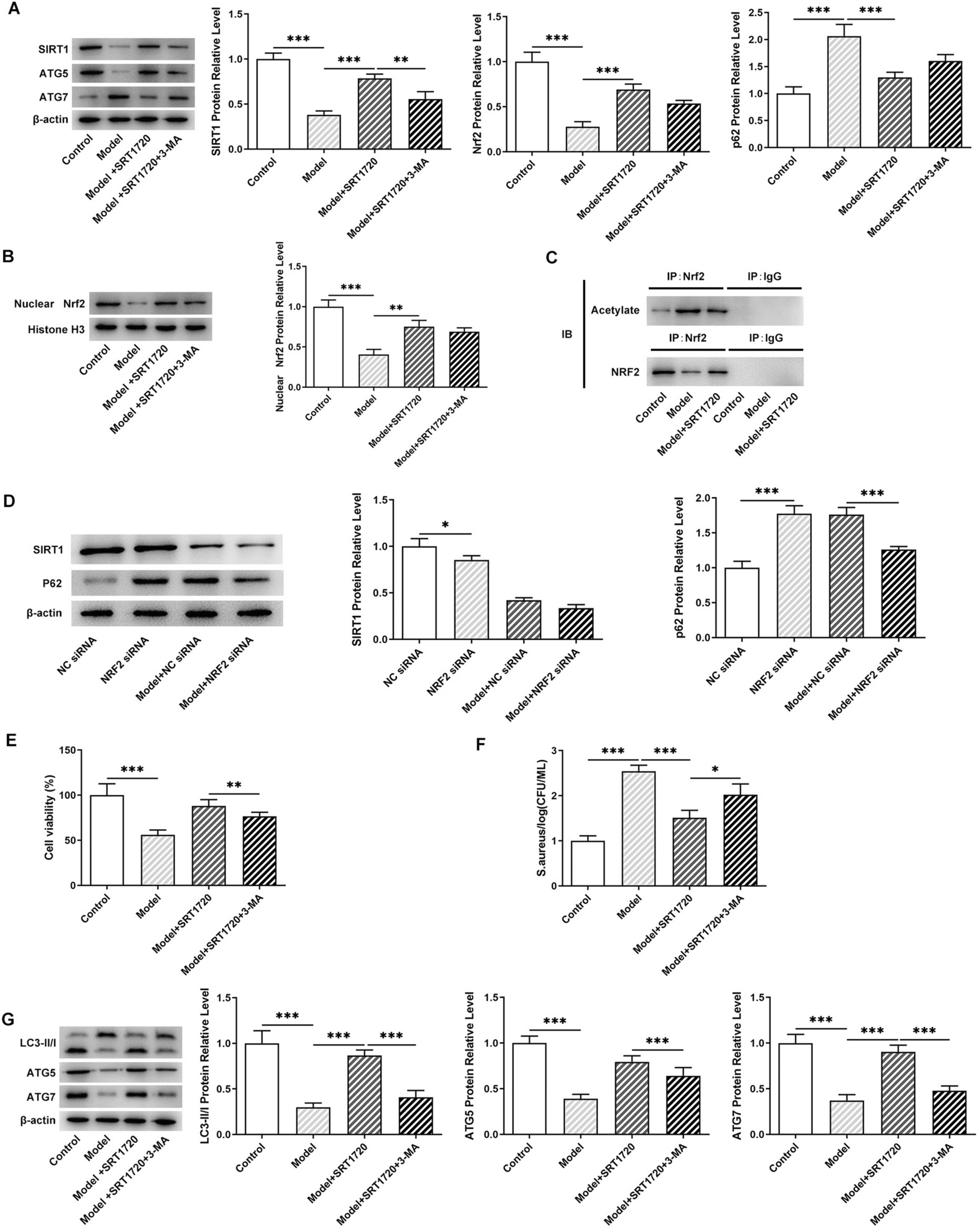 Study on the mechanism of activating SIRT1/Nrf2/p62 pathway to mediate autophagy-dependent ferroptosis to promote healing of diabetic foot ulcers