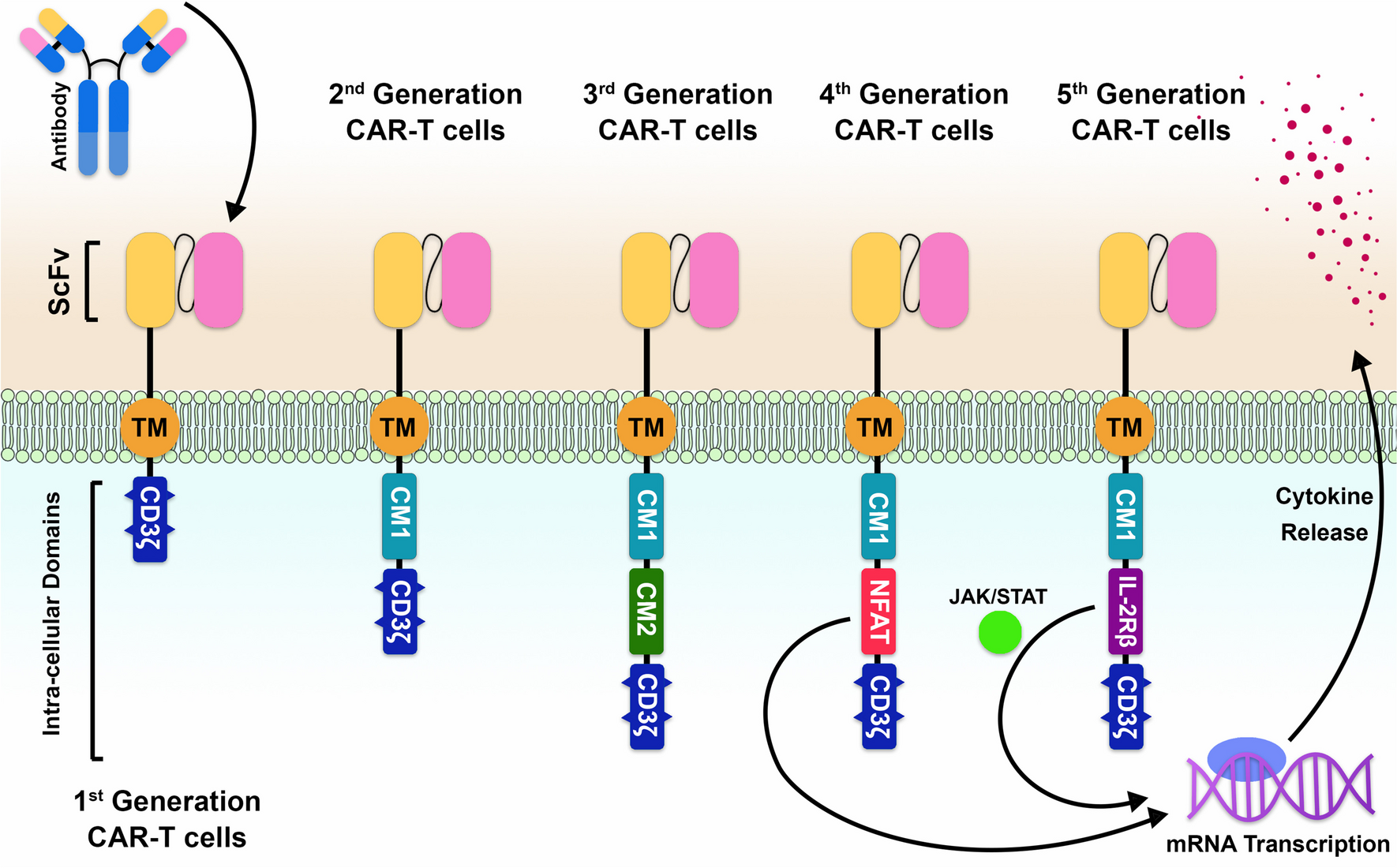 Recent advancements in improving the efficacy and safety of chimeric antigen receptor (CAR)-T cell therapy for hepatocellular carcinoma