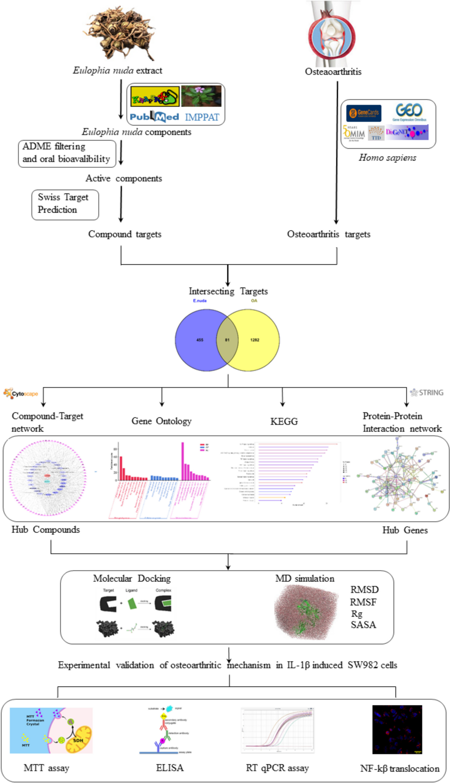 Identification of the active constituents and molecular mechanism of Eulophia nuda extract in the treatment of osteoarthritis by network pharmacology, molecular modelling and experimental assays