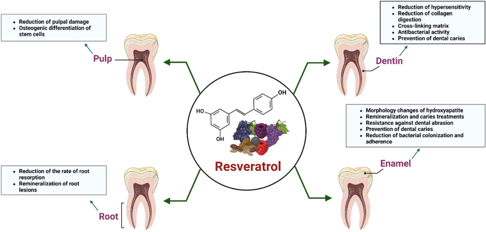 Promising potential effects of resveratrol on oral and dental health maintenance: a comprehensive review