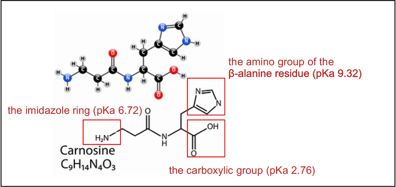 A comprehensive review on physiological and biological activities of carnosine: turning from preclinical facts to potential clinical applications