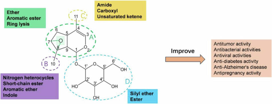 Iridoid for drug discovery: Structural modifications and bioactivity studies