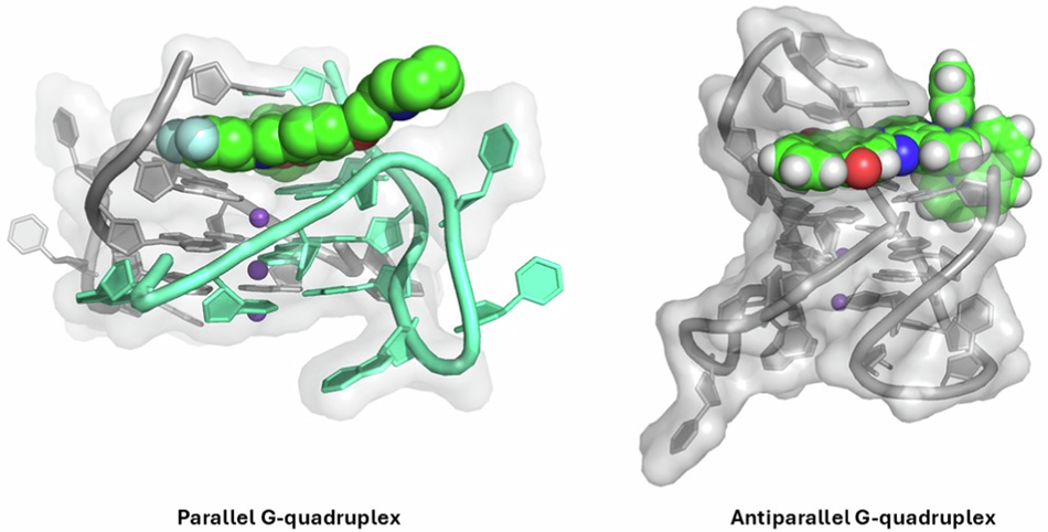 Structural insights into G-quadruplex binding by metal complexes: implications for drug design