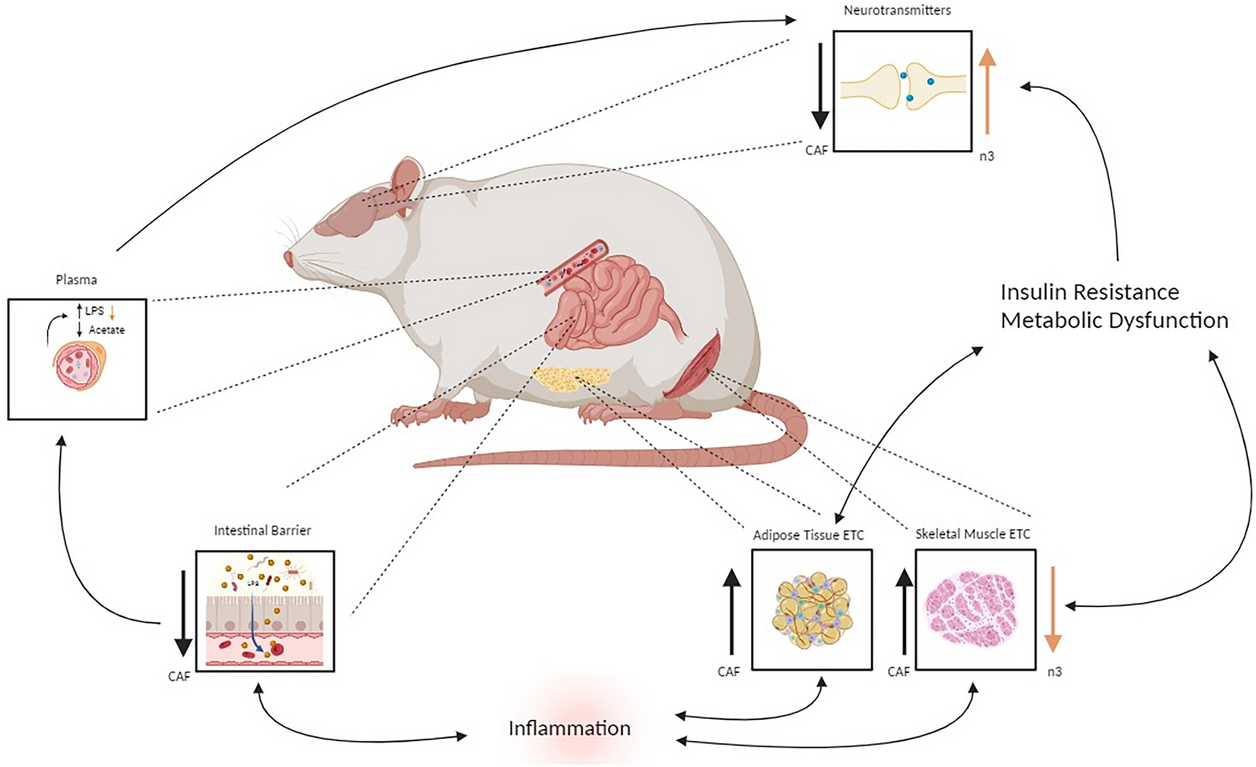 Omega-3 Attenuates Disrupted Neurotransmission and Partially Protects Metabolic Dysfunction Caused by Obesity in Wistar Rats