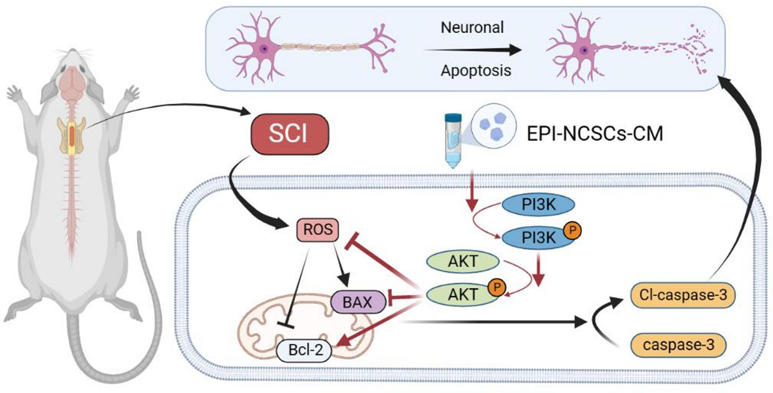 Epidermal Neural Crest Stem Cell Conditioned Medium Enhances Spinal Cord Injury Recovery via PI3K/AKT-Mediated Neuronal Apoptosis Suppression