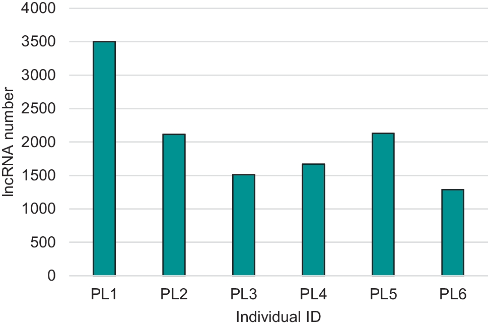 Long non-coding RNA variability in porcine skeletal muscle