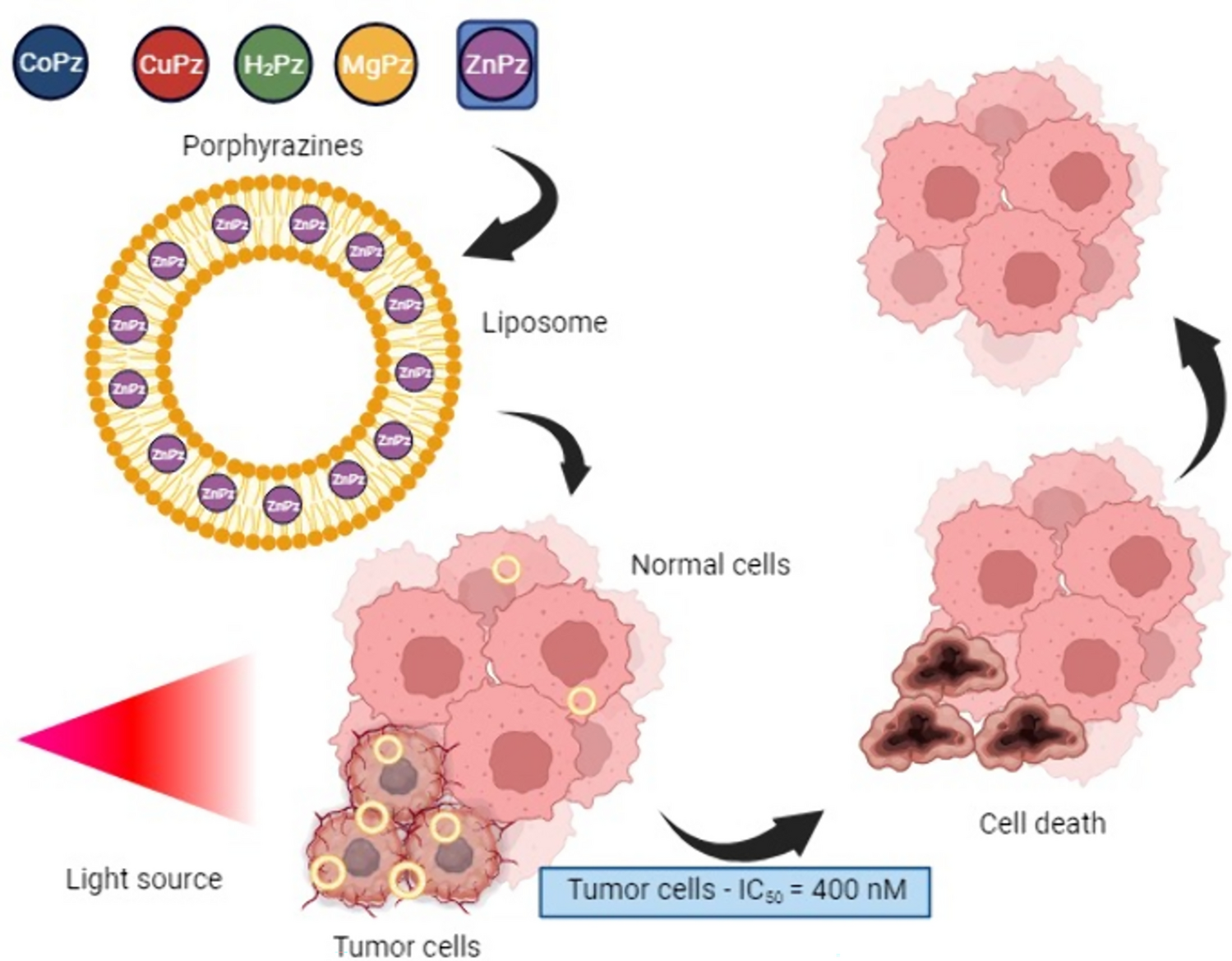 Modulating the phototoxicity and selectivity of a porphyrazine towards epidermal tumor cells by coordination with metal ions