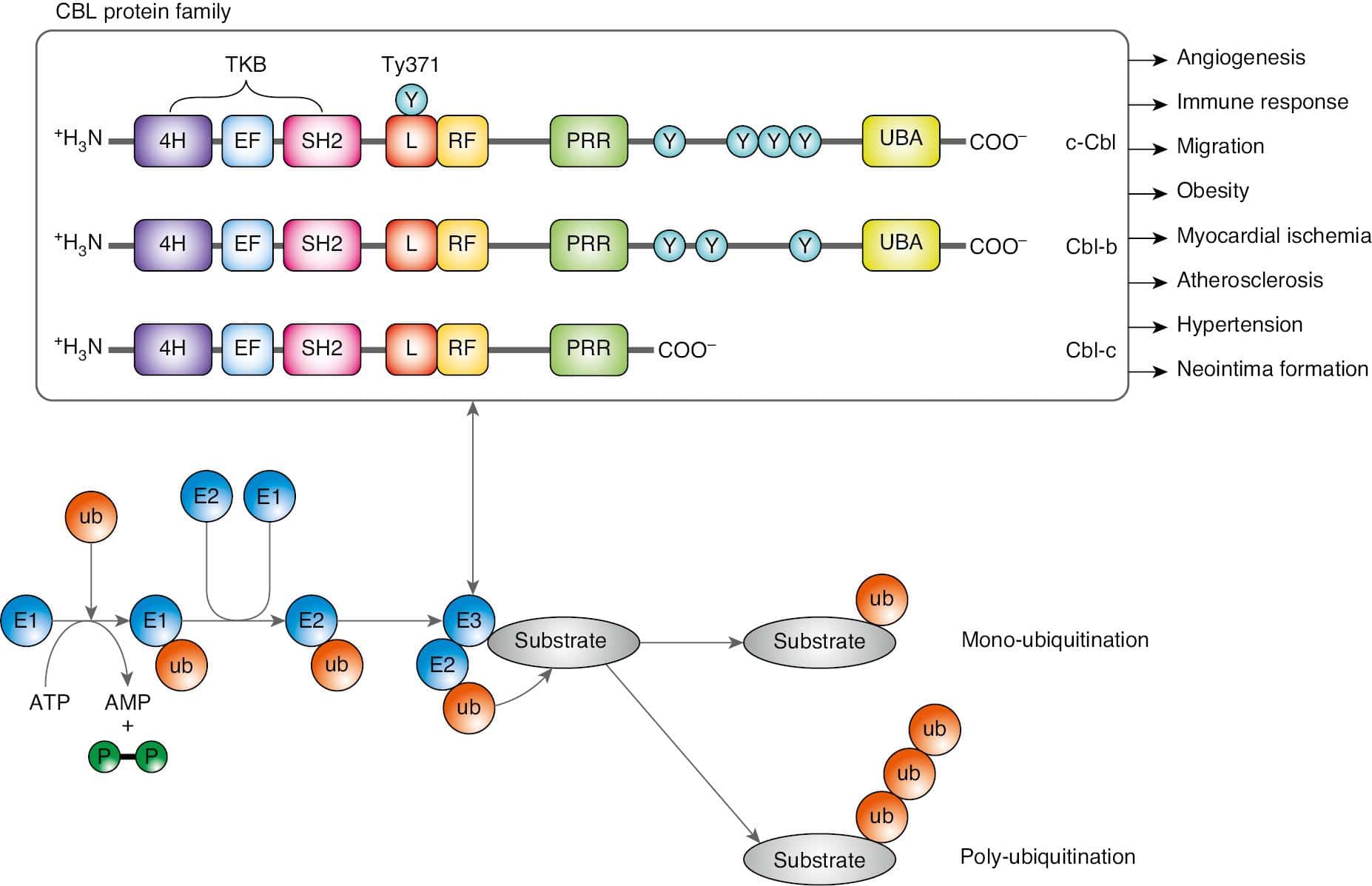 Role of the E3 Ubiquitin Ligase CBL Family in Cardiovascular Diseases