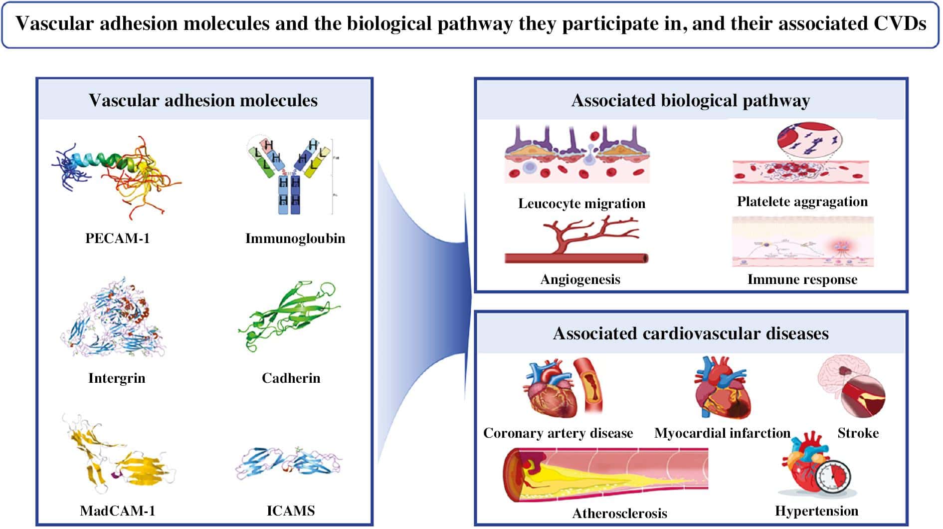 The Plausible Role of Vascular Adhesion Molecules in Cardiovascular Diseases