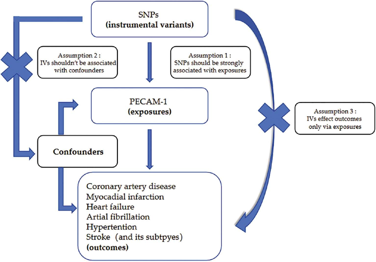 Causal Relationship between PECAM-1 Level and Cardiovascular Diseases: A Mendelian Randomization Study