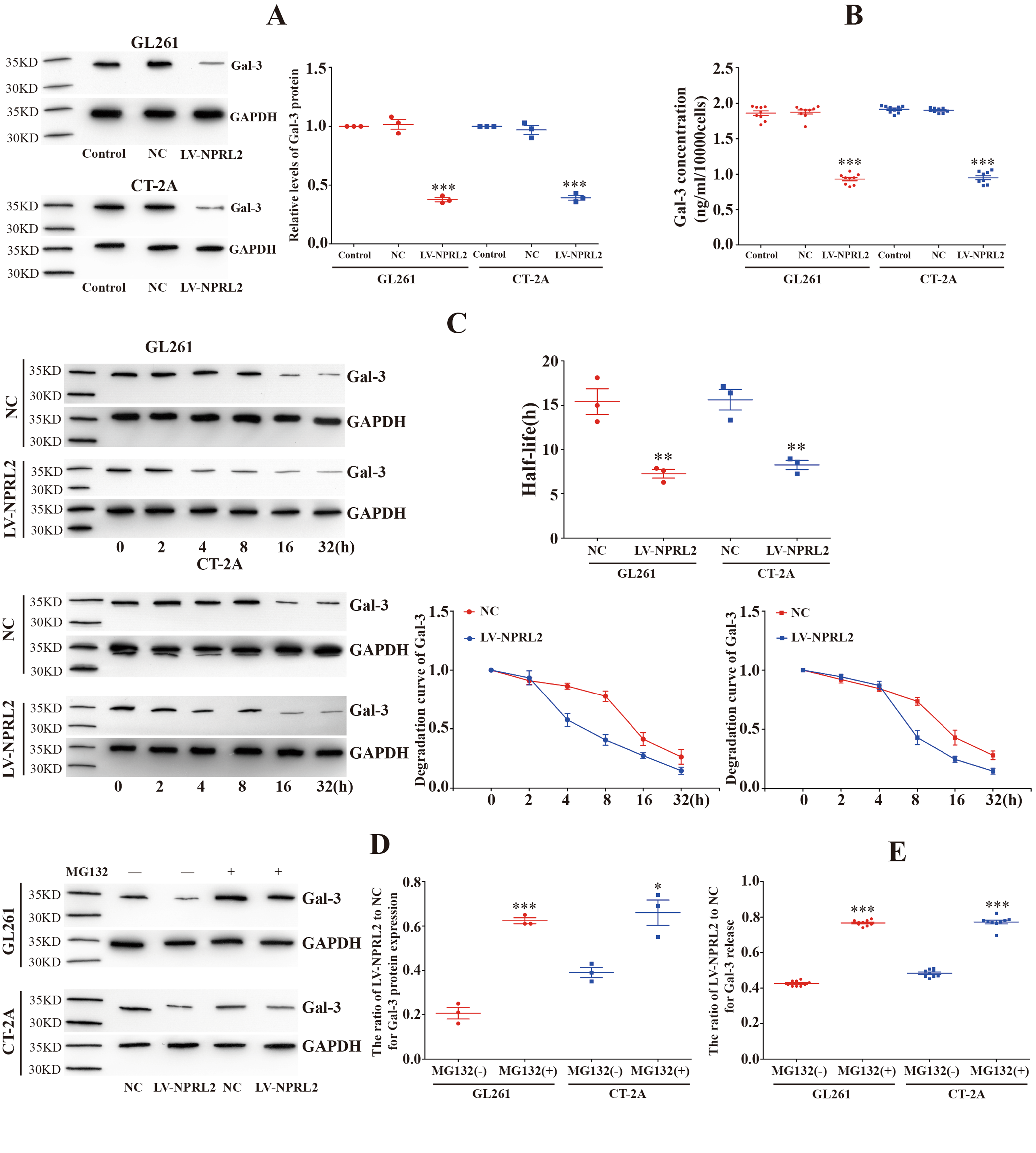 NPRL2 promotes TRIM16-mediated ubiquitination degradation of Galectin-3 to prevent CD8+T lymphocyte cuproptosis in glioma