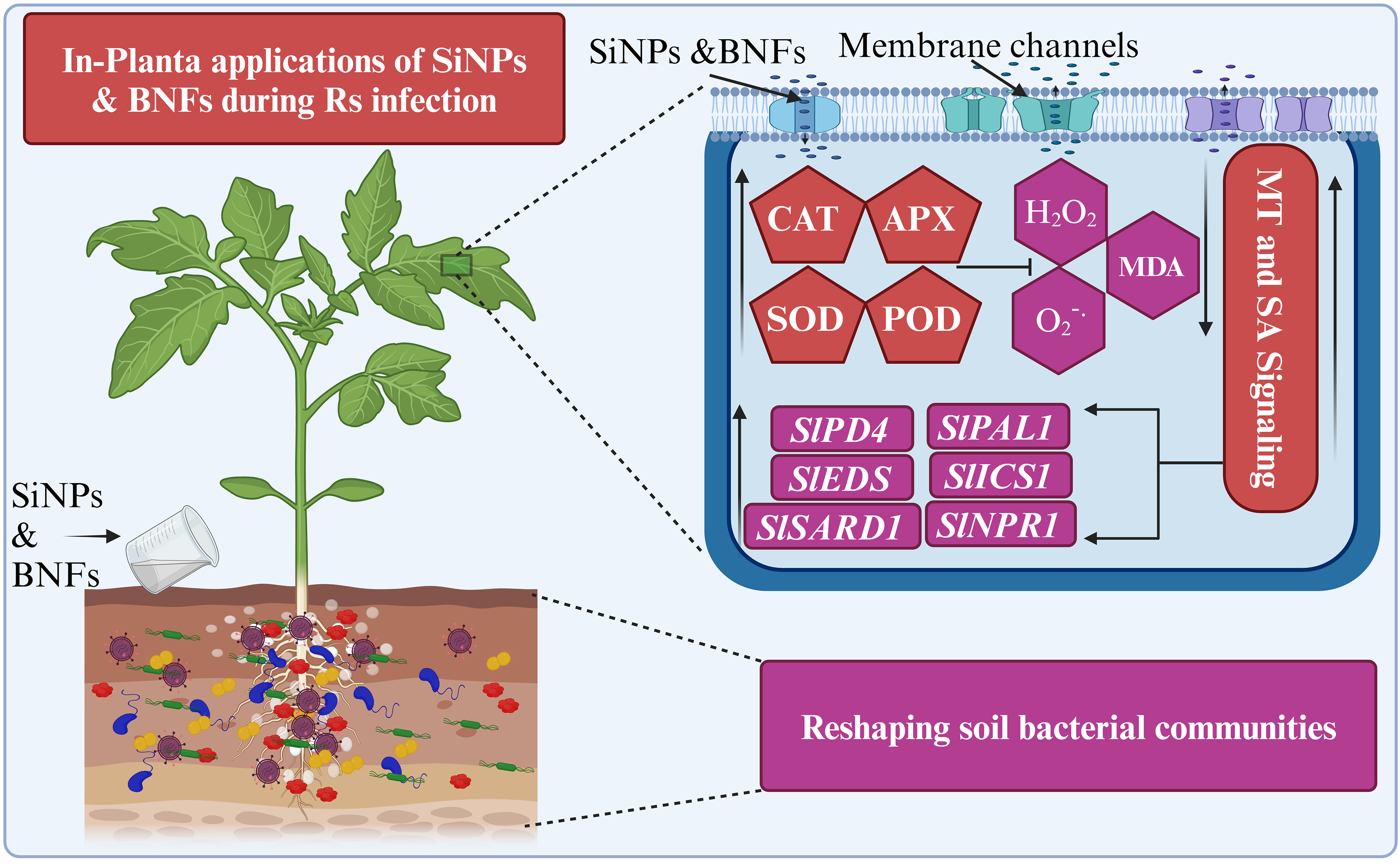 Immunomodulating melatonin-decorated silica nanoparticles suppress bacterial wilt (Ralstonia solanacearum) in tomato (Solanum lycopersicum L.) through fine-tuning of oxidative signaling and rhizosphere bacterial community