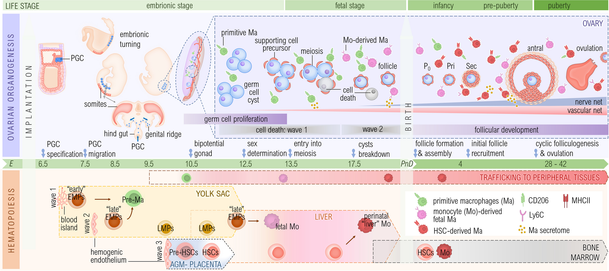 Beyond defence: Immune architects of ovarian health and disease