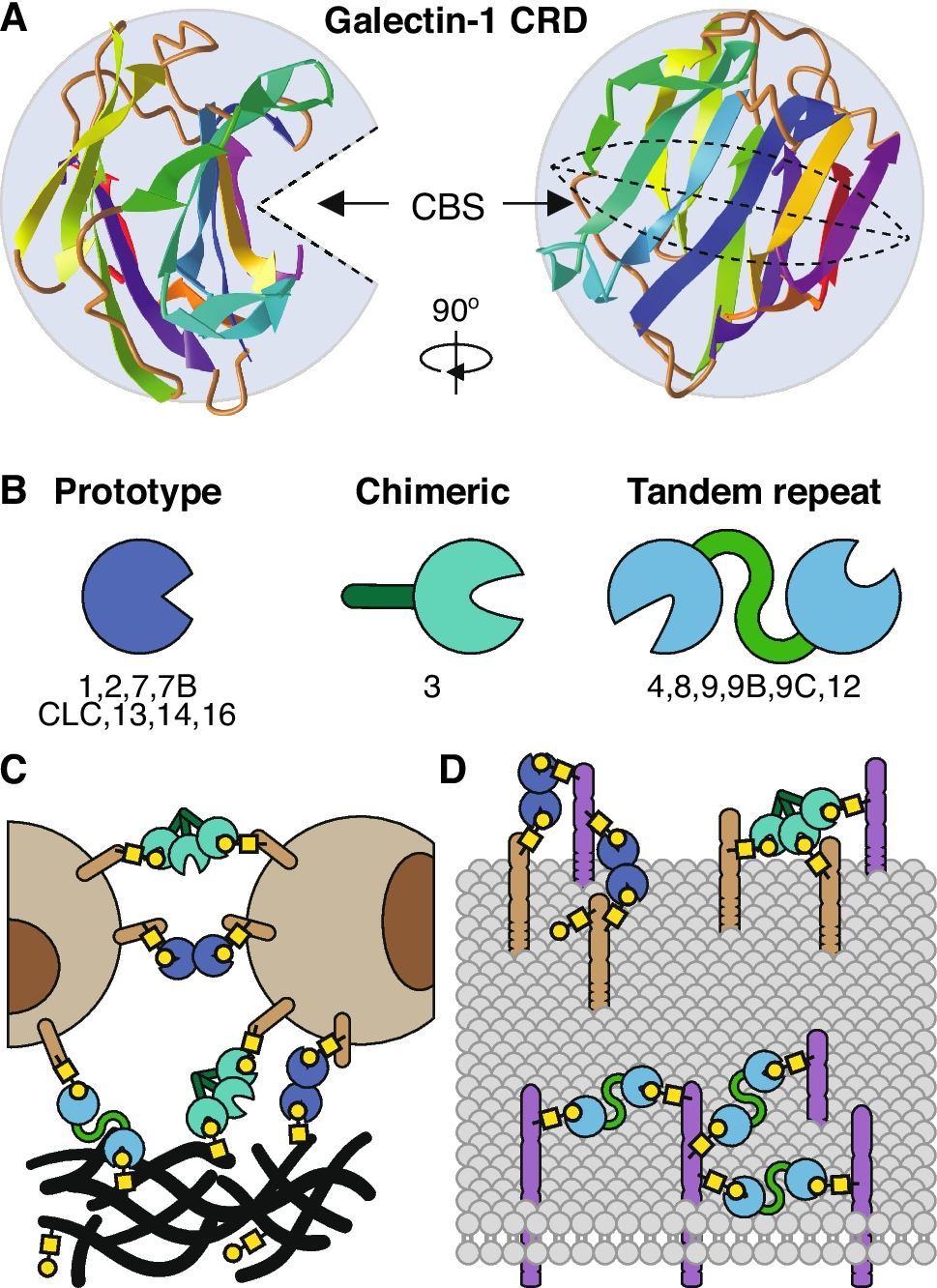 Vascular galectins in tumor angiogenesis and cancer immunity