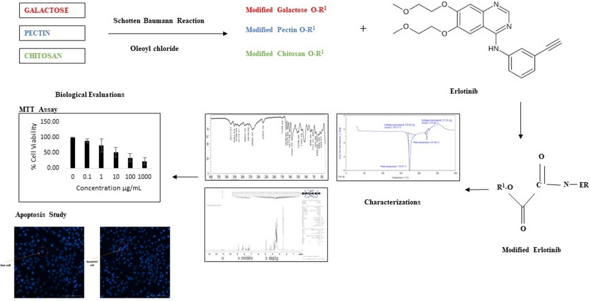 Targeting Cancer with Sweet Precision: Saccharide-Grafted Erlotinib for Enhanced Drug Delivery