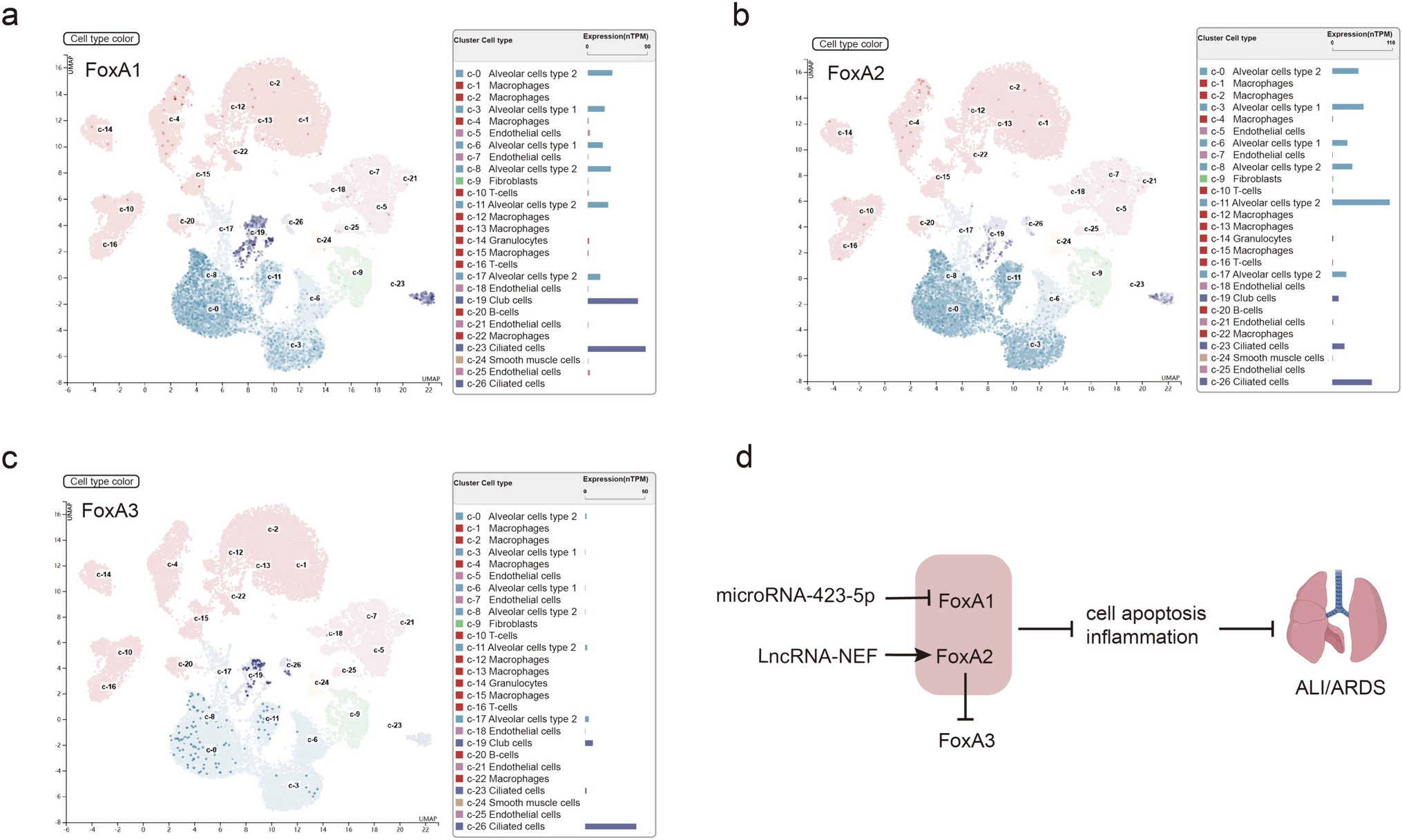 Novel Therapeutic Target for ALI/ARDS: Forkhead Box Transcription Factors